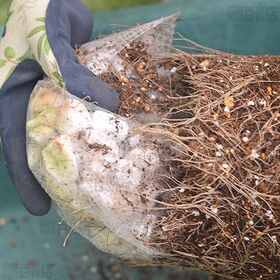 花ごころ くり返し何度も使える鉢底石 網袋4袋入り