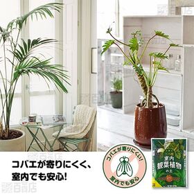 花ごころ 三つ星 室内観葉植物の土 5L