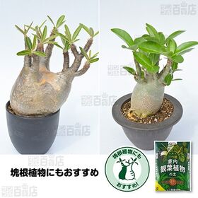 花ごころ 三ツ星室内観葉植物の土 10L