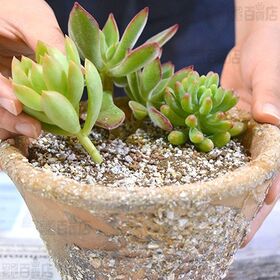 花ごころ 多肉植物寄せ植の土(ネルソル入) 5L 