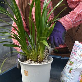 花ごころ 洋らんの培養土 5L