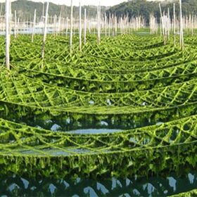 伊勢志摩産 新物生あおさのり佃煮 90g