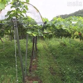サントネージュ かみのやま中島畑メルロー 750ml