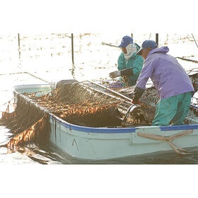 【WEB限定】サン海苔 一等級有明海産 佐賀のり 焼のり 40枚×10個