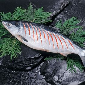 【2kg】小樽直送・紅鮭切れ目姿造り | 鮮やかな赤い身の紅鮭は脂ののりも良く、身がしまり美味しさがお口のなかに広がります。