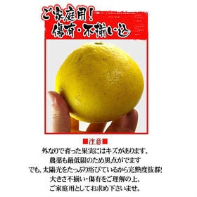 【約8kg】高知・愛媛県産 大豊作文旦(ぶんたん)(ご家庭用・傷あり