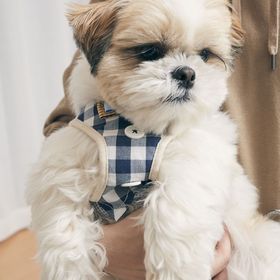 ブルー×チェック【Sサイズ】リード付きペットハーネス