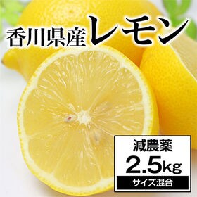 【約2.5kg】香川県産 レモン 減農薬 (多少の傷あり・サ...