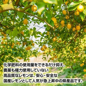 【約2.5kg】香川県産 レモン 減農薬 (多少の傷あり・サイズ混合)