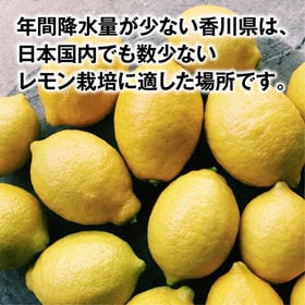 【約2.5kg】香川県産 レモン 減農薬 (多少の傷あり・サイズ混合)
