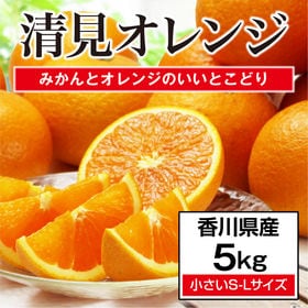 【約5.0kg(S-L)】香川県産 清見オレンジ (ご家庭用)みかんとオレンジのいいとこ取り