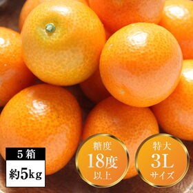 【5箱（約5kg）】完熟フルーツ金柑「大甘（だいかん）」