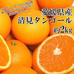 【約2kg】愛媛県産 清見タンゴール(良品)