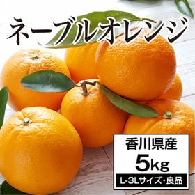 【約5.0kg(L-3L)】香川県産 ネーブルオレンジ