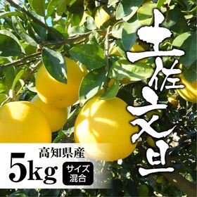 【約5.0kg】高知県産 文旦ぶんたん (サイズ混合) | 全国的にも有名な高知県産の文旦、クセになるさっぱりとした味わいはたまらない♪