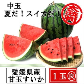 【1玉(5‐6kg)】愛媛産 甘玉すいか(中玉)(良品)