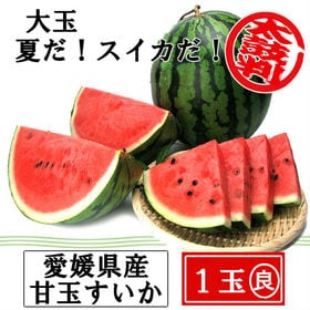 【1玉(8kg-10kg)】愛媛産 甘玉すいか(大玉)(良品) | 蒸し蒸し湿気の多い季節に…キンキンに冷やしたスイカいかがでしょうか？