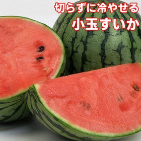 【2玉入】愛媛産 切らずに冷やせる！完熟小玉すいか