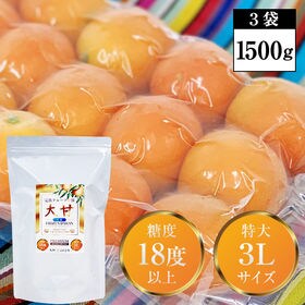 【500g×3袋】冷凍フルーツ金柑「大甘（だいかん）」3Lサ...