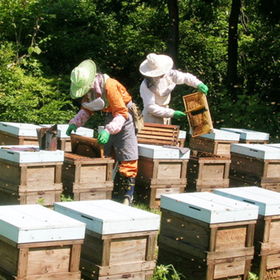 【200g×2個】「あかしあはちみつ」国産蜂蜜専門店 雅蜂園 国産ー大阪堺市地域物産応援特集ー