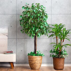 【ベンジャミン+幸福の木】インテリアグリーン 2点セット | リビング、オフィス、事務所やショップに、おしゃれ人工観葉植物