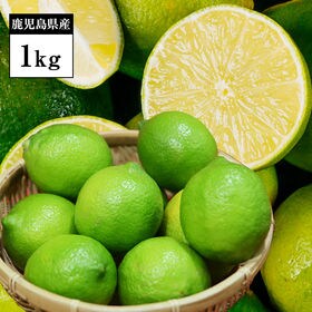 【1kg】鹿児島県産グリーンレモン