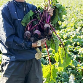 【5kg】鹿児島県産 有機ビーツ