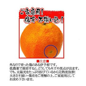 【約20kg】愛媛県産 伊予柑(いよかん)(ご家庭用・傷あり)