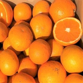 【約10kg】愛媛県産 清見タンゴール(ご家庭用・傷あり)