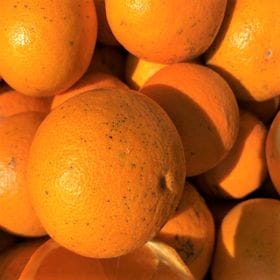 【約10kg】愛媛県産 清見タンゴール(ご家庭用・傷あり)