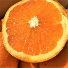 【約2kg】愛媛県産 清見タンゴール(ご家庭用・傷あり)2セット申込で1セットおまけ | 温州みかんの濃厚な甘さとオレンジの香り♪見た目良くないですが…デコポン・せとかの親品種！