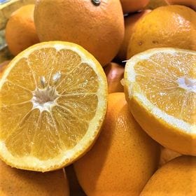 【約10kg】愛媛県産 甘夏(あまなつ)(ご家庭用・傷あり)