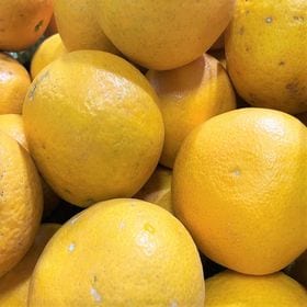 【約20kg】愛媛県産 甘夏(あまなつ)(ご家庭用・傷あり)