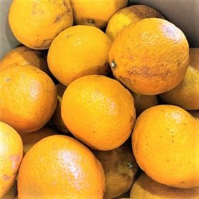 【約2kg】愛媛県産 デコみかん（ご家庭用・傷あり）2セット(4kg)同時お申込で1セット(2kg)