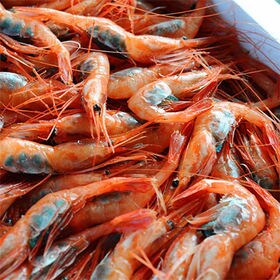 【福井直送】日本海甘えび 子持ち 500g(大30尾)