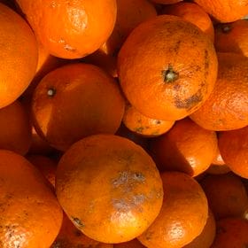 【約5kg】愛媛県産  今の時期に食べられる温州みかん(カラマンダリン)(ご家庭用）