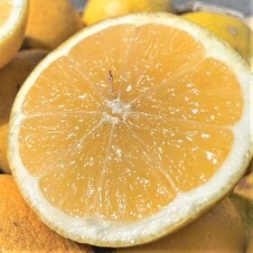 【約1kg愛媛、高知県産 小夏(ニューサマーオレンジ・日向夏)(傷あり・ご家庭用）