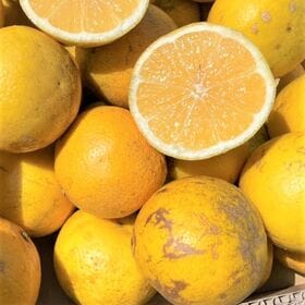 【約1kg愛媛、高知県産 小夏(ニューサマーオレンジ・日向夏)(傷あり・ご家庭用）