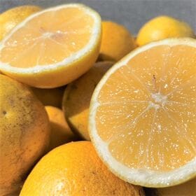【約5kg愛媛、高知県産 小夏(ニューサマーオレンジ・日向夏)(傷あり・ご家庭用） | 爽やかなオレンジの香りが口の中に広がるサッパリとした味わい♪