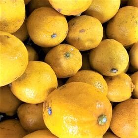 【約1kg】 瀬戸内産 国産レモン(ご家庭用・傷あり)2セット申込で1セットおまけ