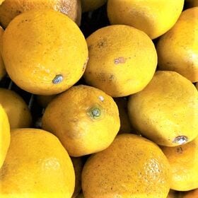【約1kg】 瀬戸内産 国産レモン(ご家庭用・傷あり)2セット申込で1セットおまけ