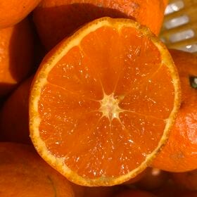 【約2kg】愛媛県産  初夏の温州みかん(カラマンダリン)(ご家庭用）2セット申込で1セットおまけ