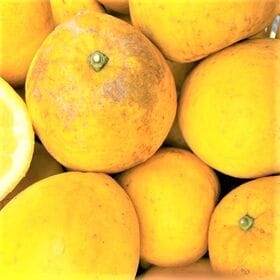 【約10kg】愛媛県産 河内晩柑 (みしょうゴールド) 夏文旦 (ご家庭用・傷あり)