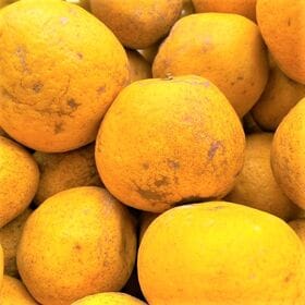 【約10kg】愛媛県産 河内晩柑 (みしょうゴールド) 夏文旦 (ご家庭用・傷あり)