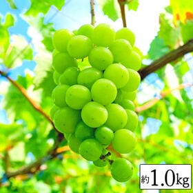 【約1kg(1~4房)】シャインマスカット(良品)
