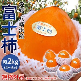 【予約受付】10/30~順次出荷【約2kg/1箱（4〜6玉) 】愛媛県産『富士柿』 | 富士山のように美しい特大の柿　※規格外品