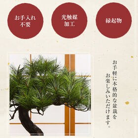 光触媒 人工盆栽 アレンジ盆栽 富士の松
