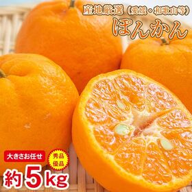 【約5kg】ポンカン 秀品・優品 | 甘みが強くて酸味は控えめ。果肉はやわらかくて果汁も多く、香りのよい柑橘です。