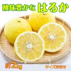 【約2kg/サイズ混合】長崎県産 はるか ご家庭用・傷あり | はるかは香りがよく糖度は高めで、酸味が少なくさわやかな風味。