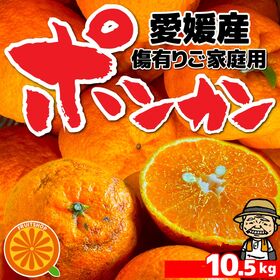 愛媛県産　ご家庭用 ぽんかん 10.5kg 不揃い・傷あり